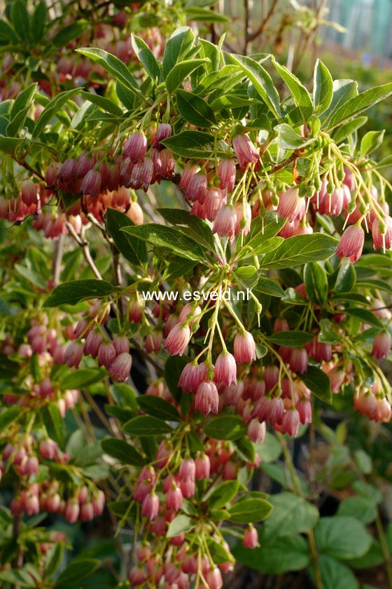 Enkianthus campanulatus 'Ruby Glow'