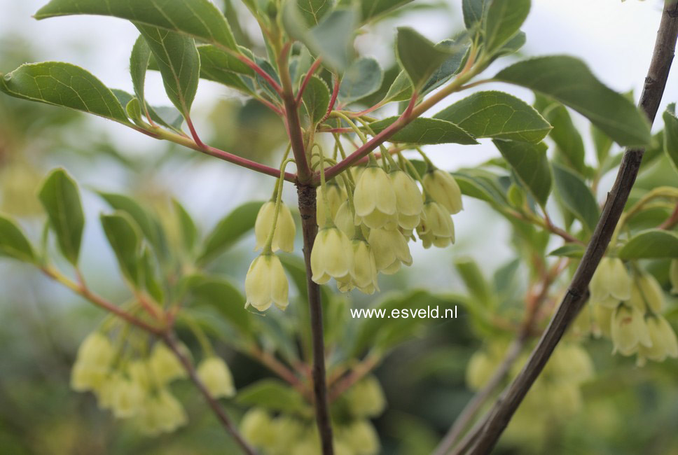 Enkianthus campanulatus 'Sinsetu'