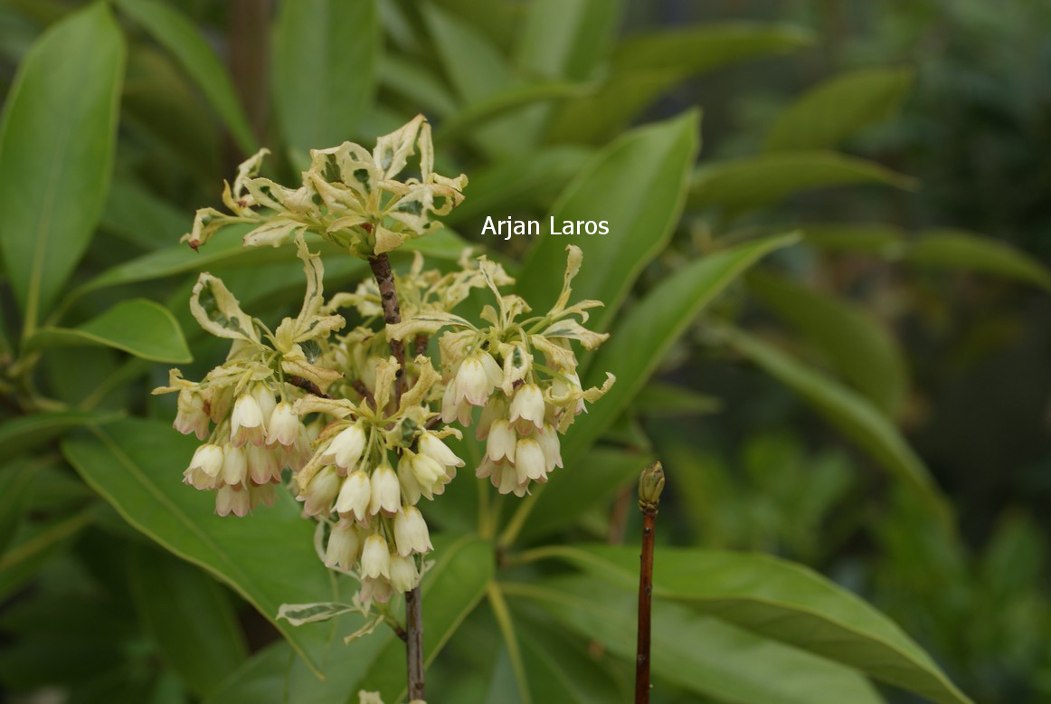 Enkianthus campanulatus 'Tokyo Masquerade'