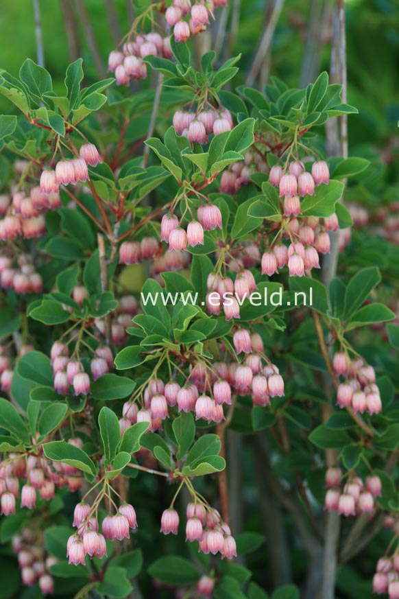 Enkianthus campanulatus 'Victoria'