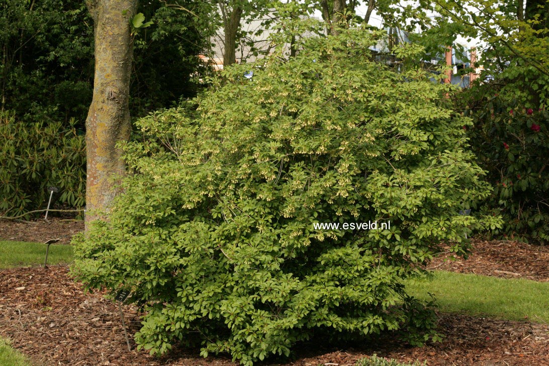 Enkianthus campanulatus 'Wallaby'