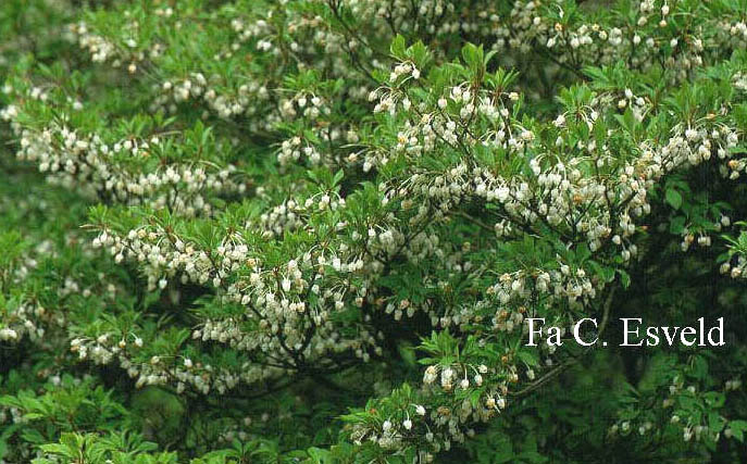 Enkianthus perulatus