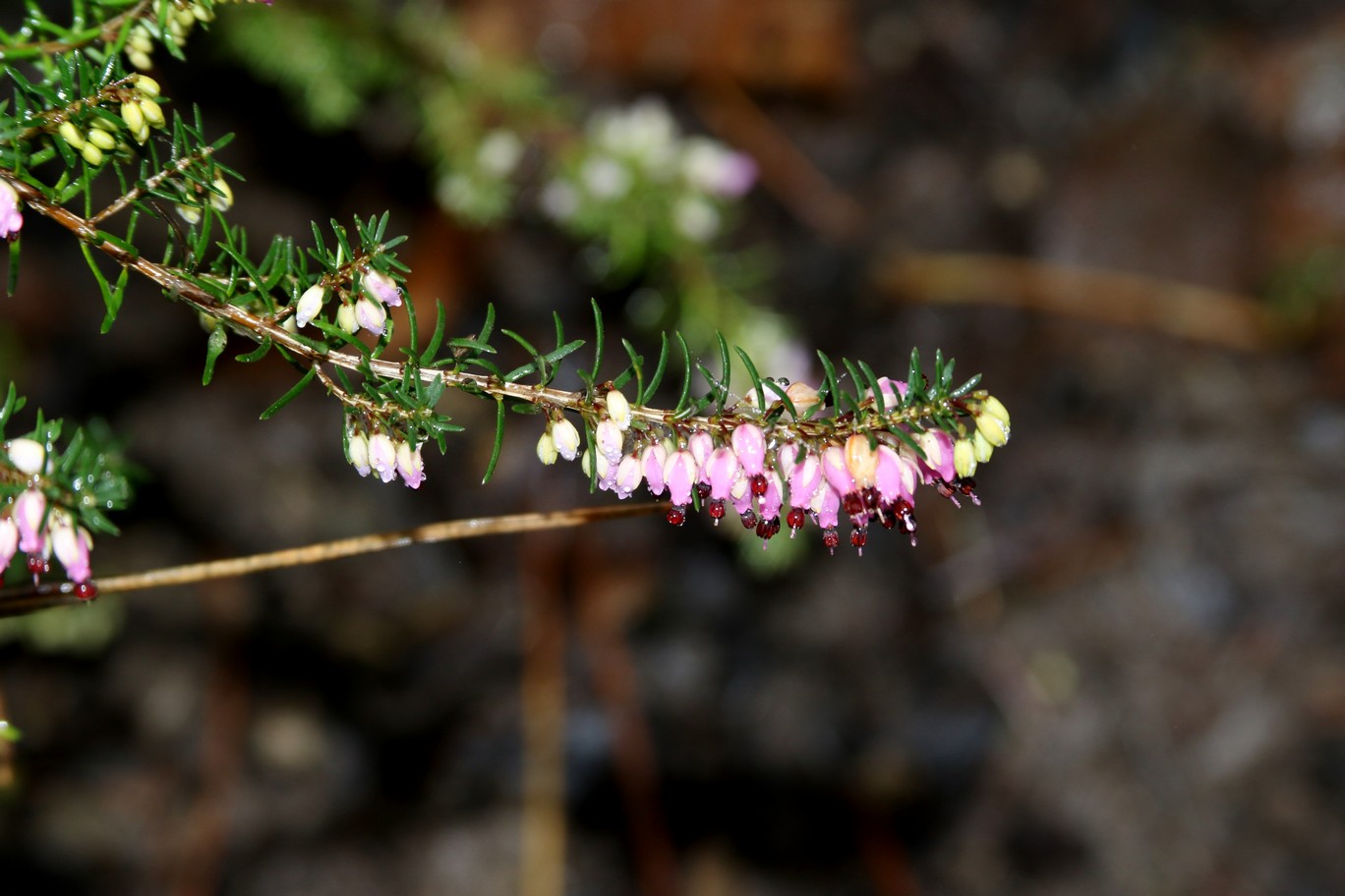 Erica carnea 'King George'