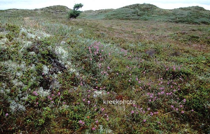 Erica tetralix