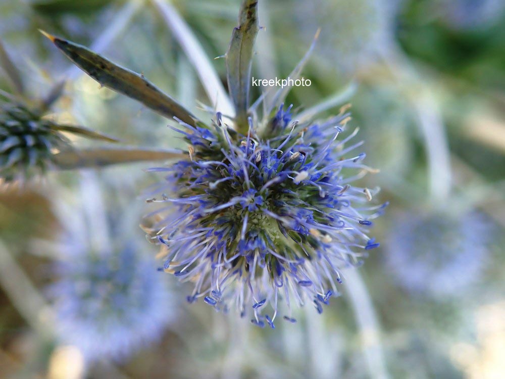 Eryngium planum 'Blauer Zwerg'