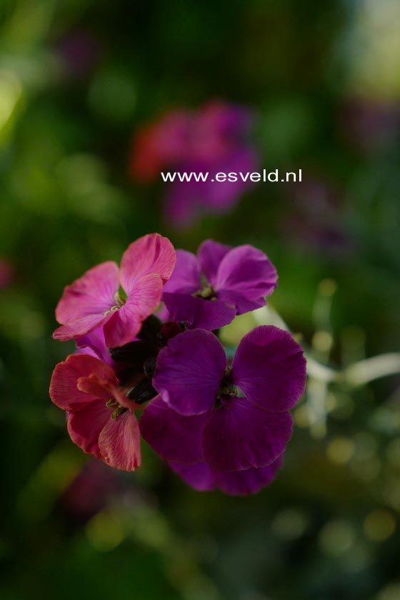 Erysimum 'Red Jep'