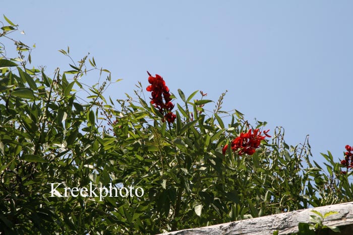 Erythrina crista-galli