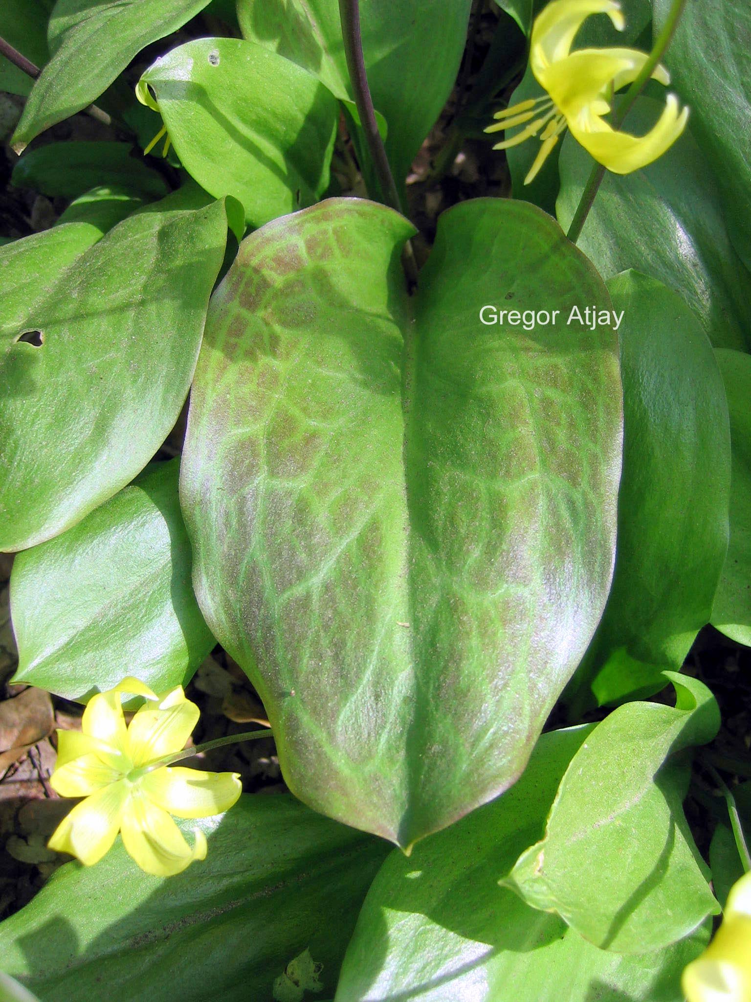 Erythronium 'Pagoda'