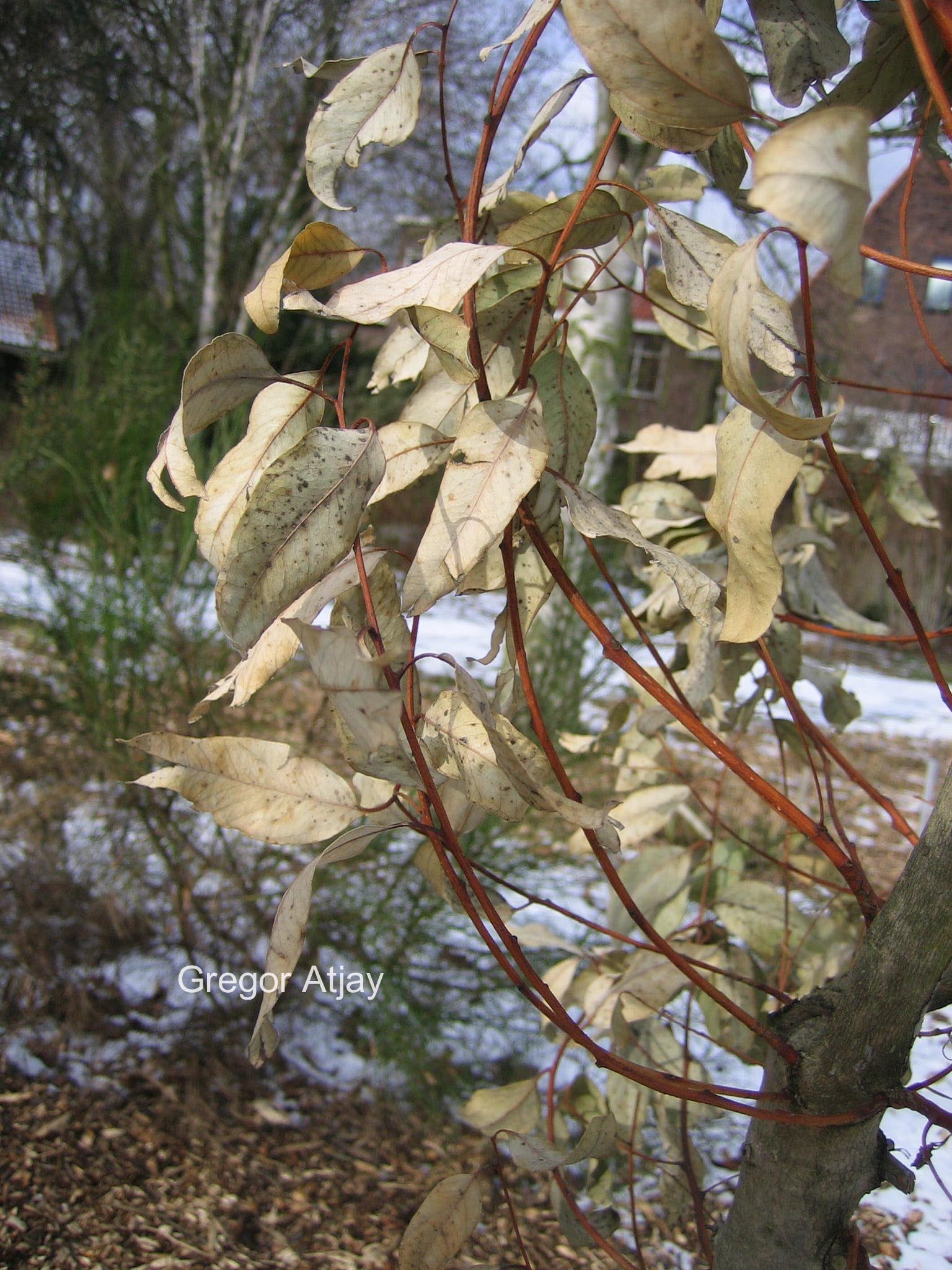 Eucalyptus camaldulensis