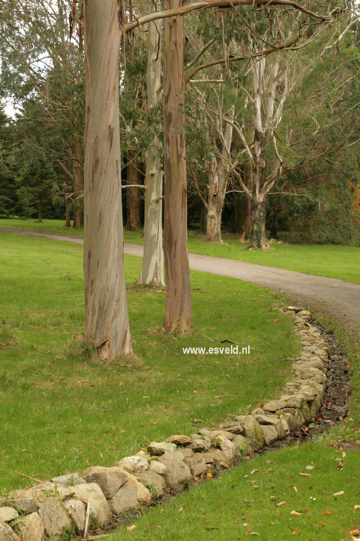 Eucalyptus glaucescens