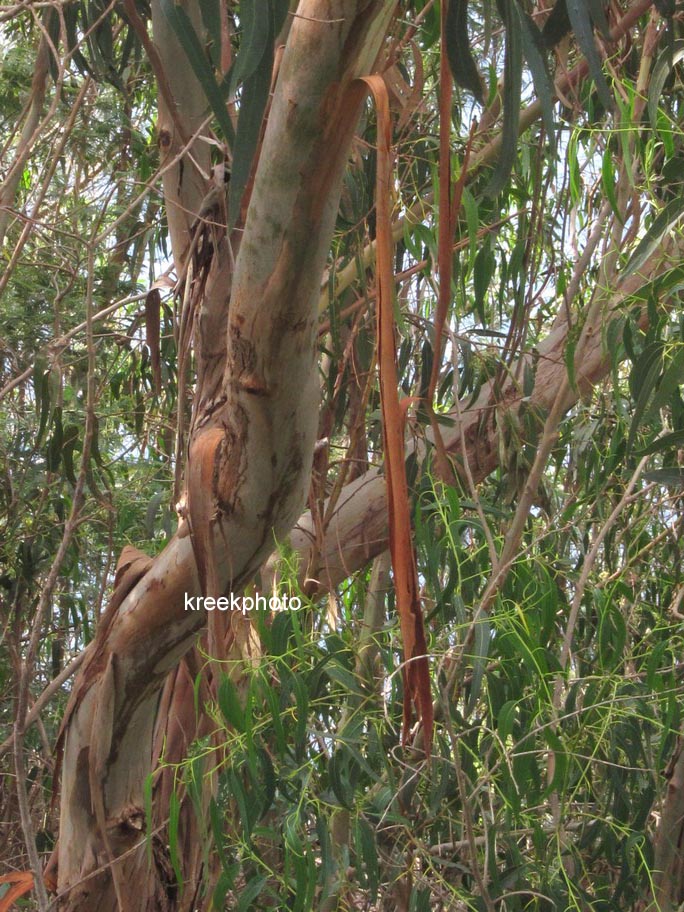 Eucalyptus globulus