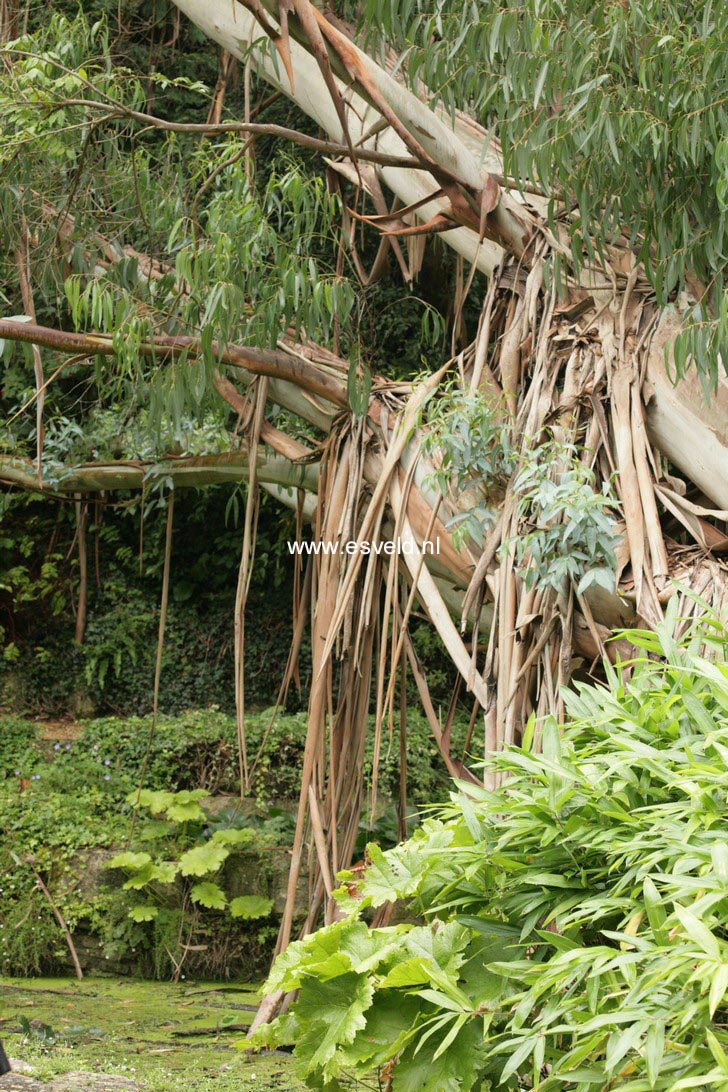 Eucalyptus pauciflora niphophila