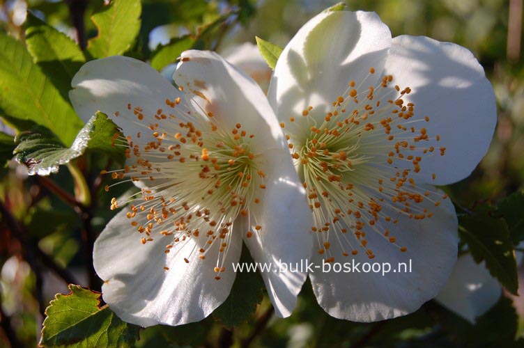 Eucryphia glutinosa