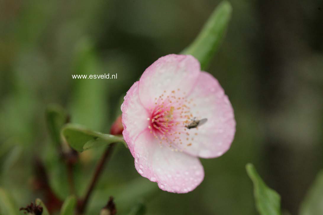 Eucryphia lucida 'Pink Cloud'