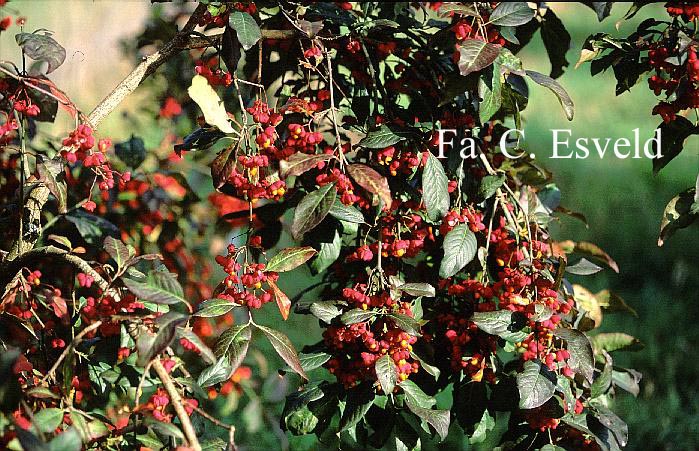 Euonymus europaeus 'Red Cascade'