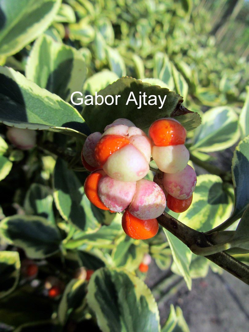Euonymus fortunei 'Canadale Gold'
