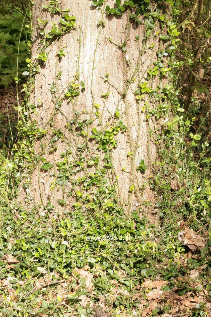 Euonymus fortunei 'Vegetus'