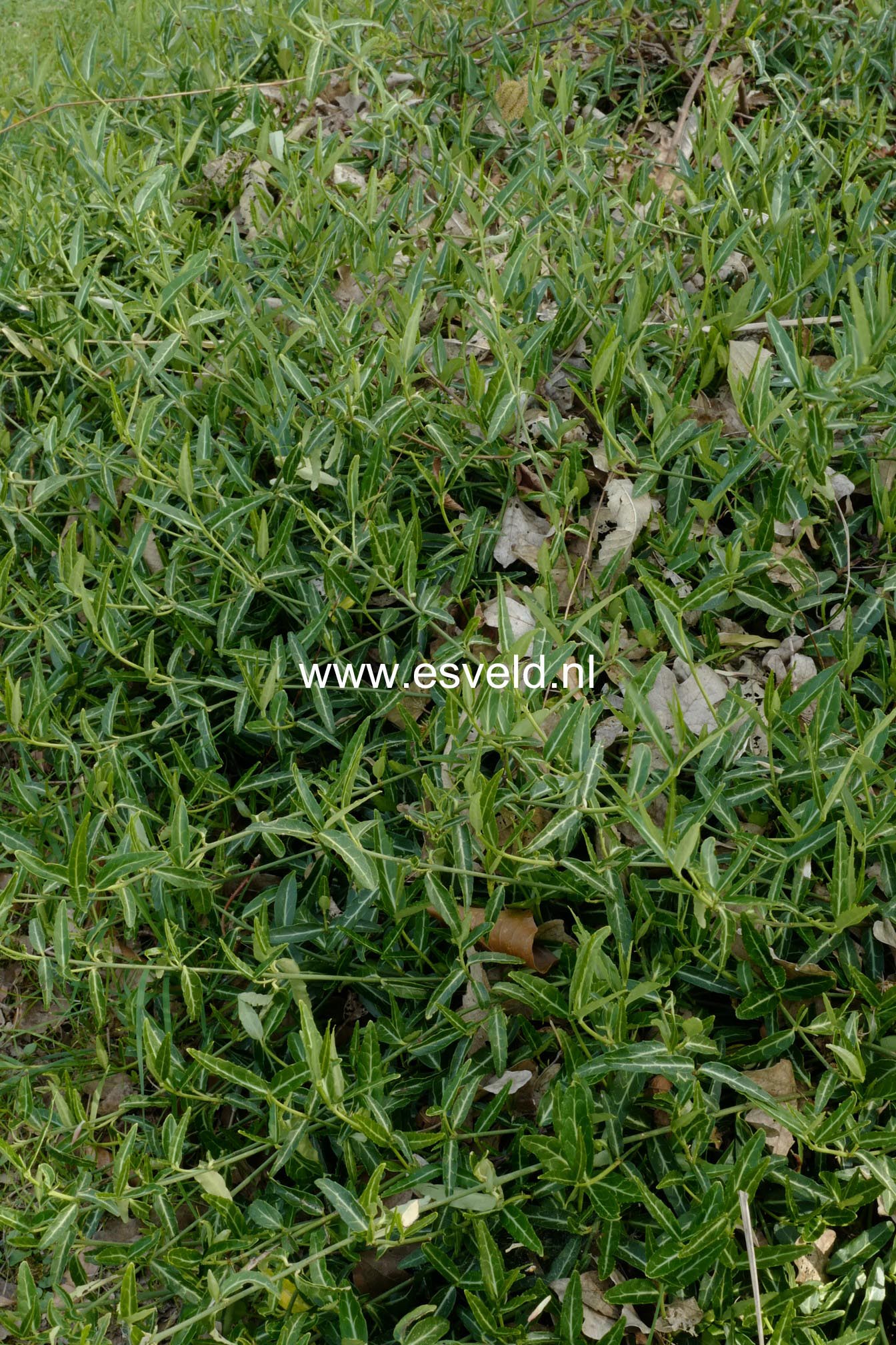 Euonymus fortunei 'Wolong Ghost'