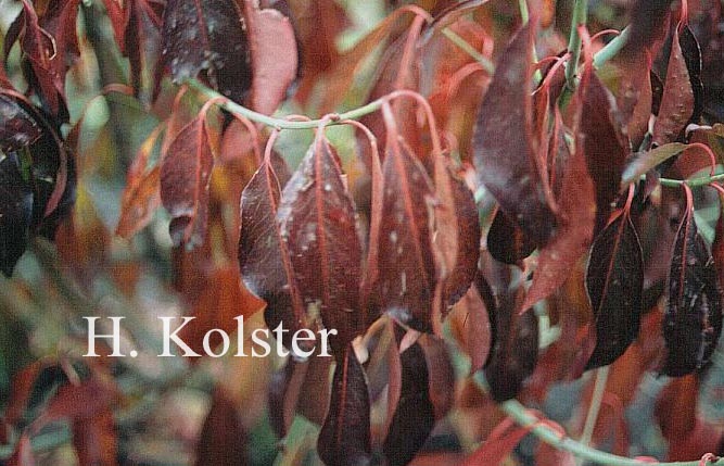 Euonymus grandiflorus 'Red Wine'