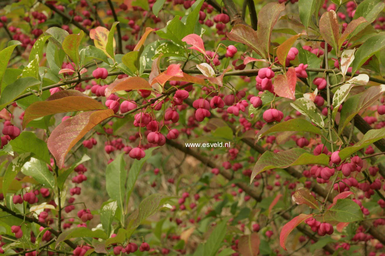 Euonymus hamiltonianus 'Pink Delight'