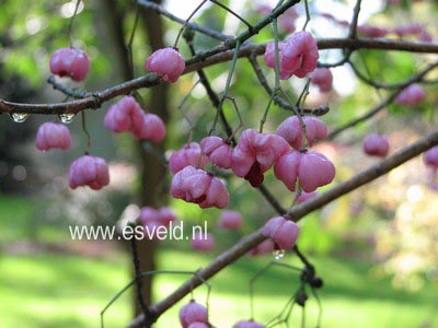 Euonymus hamiltonianus 'Winter Glory'