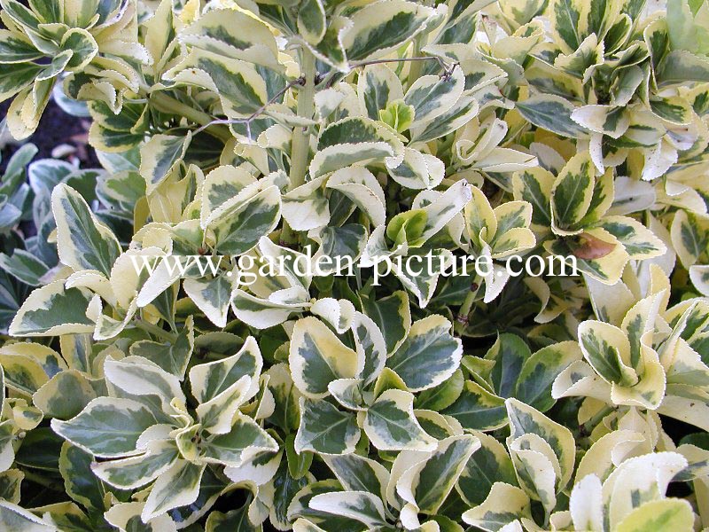 Euonymus japonicus 'Aureomarginatus'