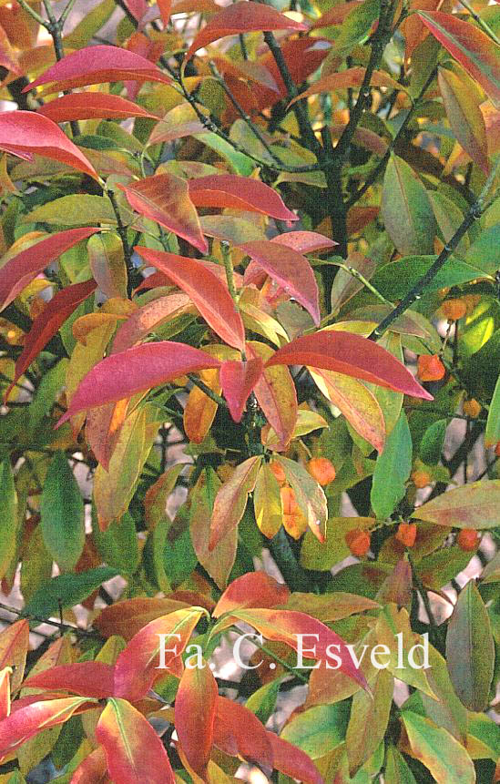 Euonymus myrianthus
