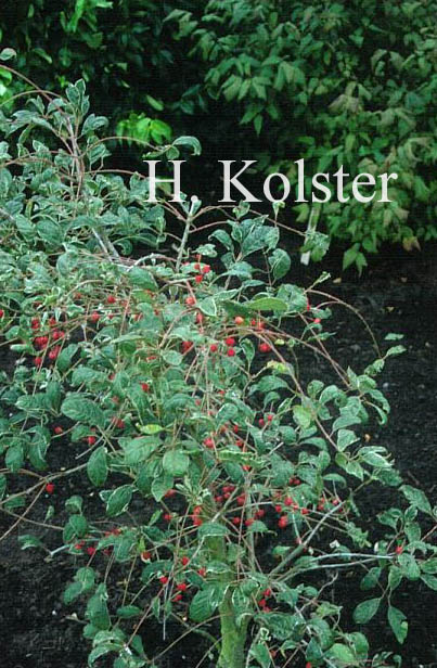 Euonymus phellomanus 'Silver Surprise'