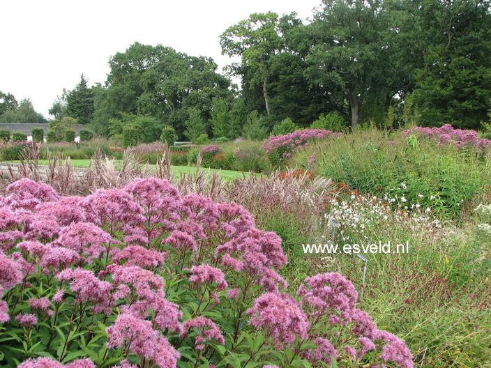 Eupatorium maculatum 'Purple Bush'