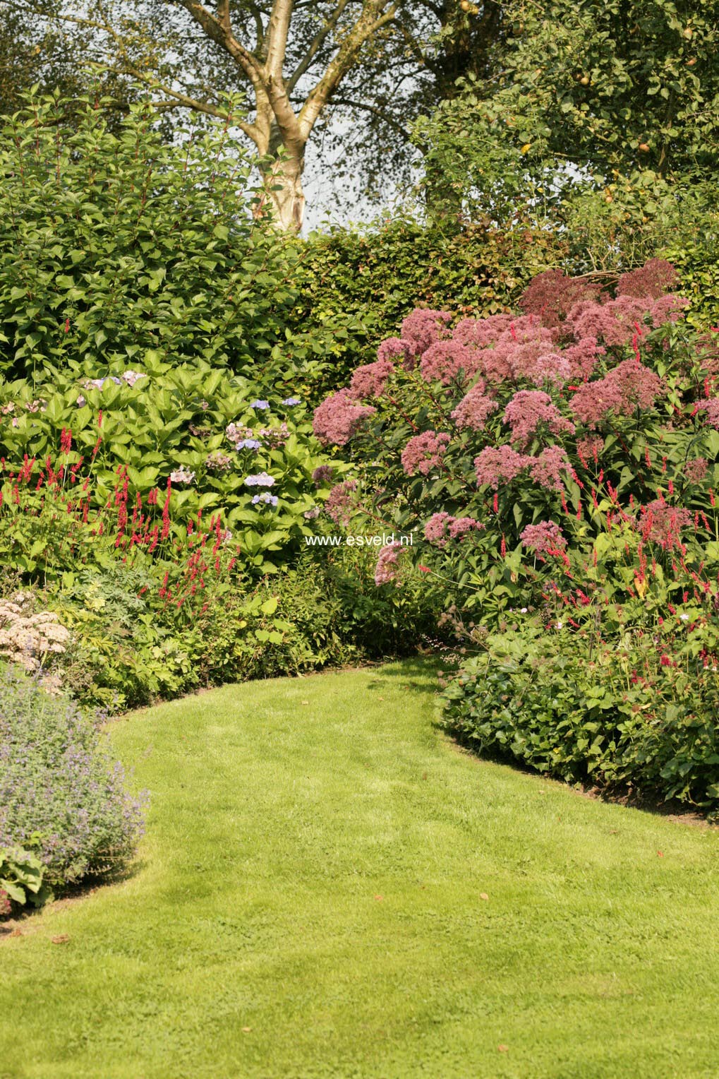 Eupatorium maculatum 'Riesenschirm'