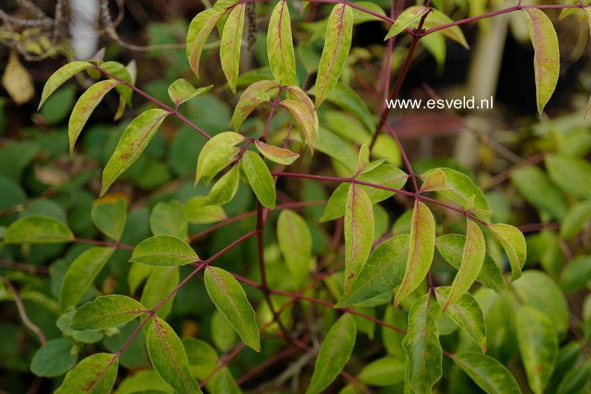 Euscaphis japonica