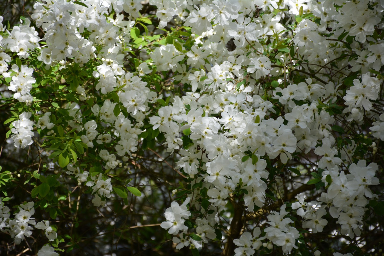 Exochorda racemosa