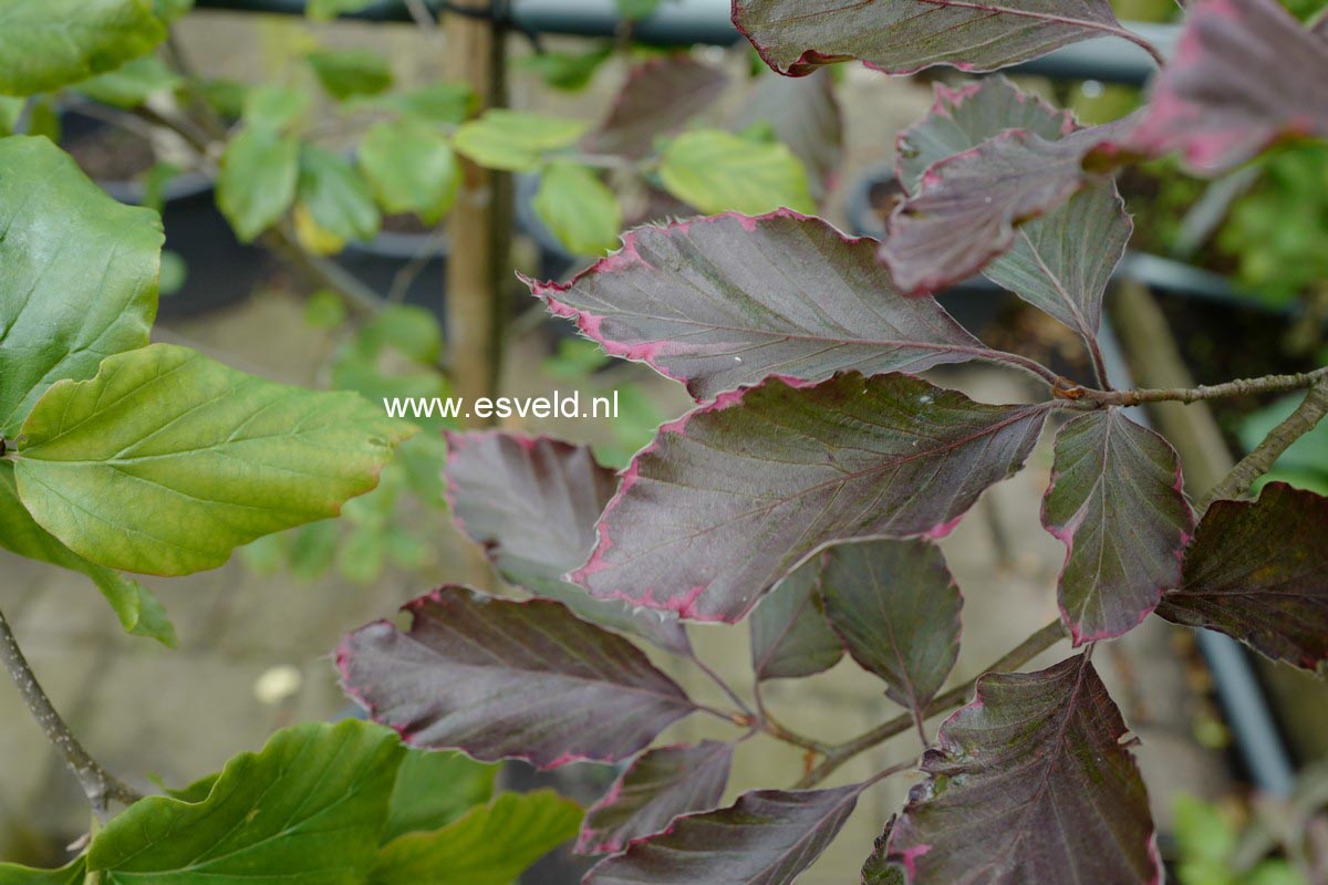 Fagus sylvatica 'Purpurea Tricolor'