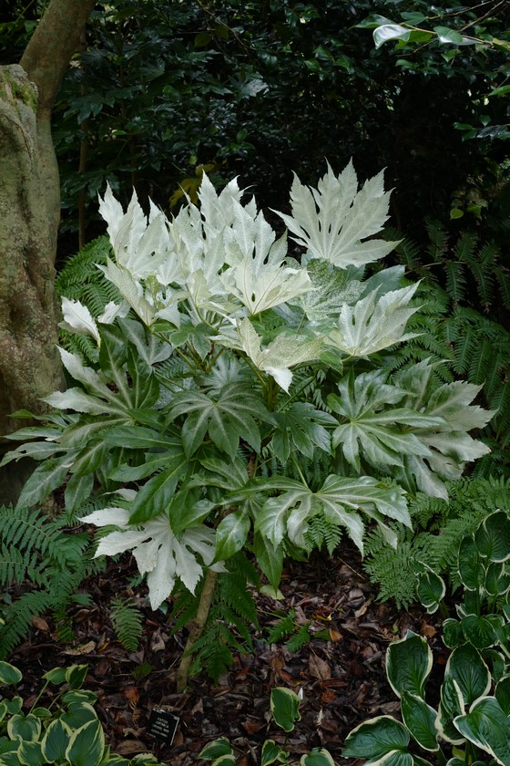 Fatsia japonica 'Spider's Web'