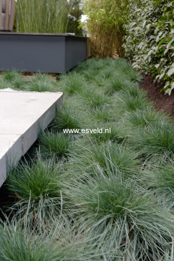 Festuca glauca 'Elijah Blue'