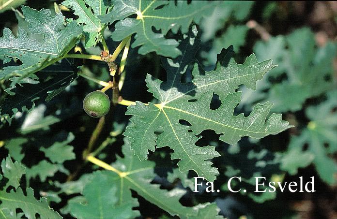 Ficus carica 'Icecrystal'