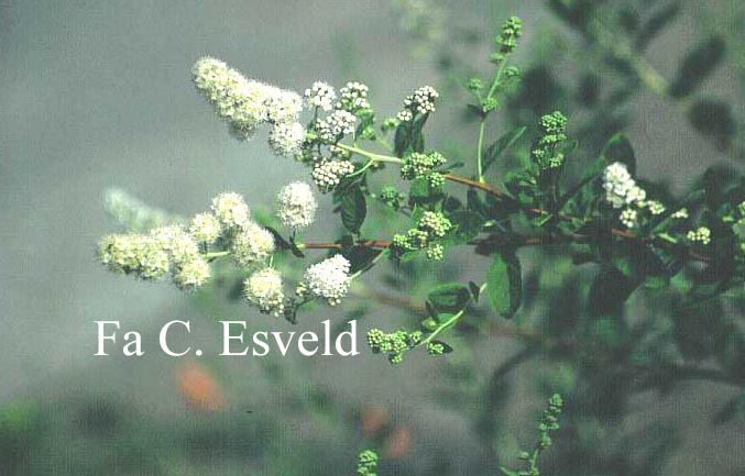 Flueggea suffruticosa