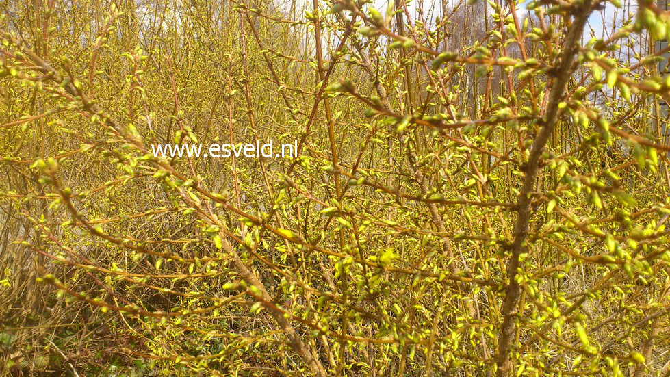 Forsythia intermedia 'Spectabilis'