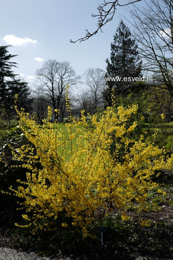 Forsythia intermedia