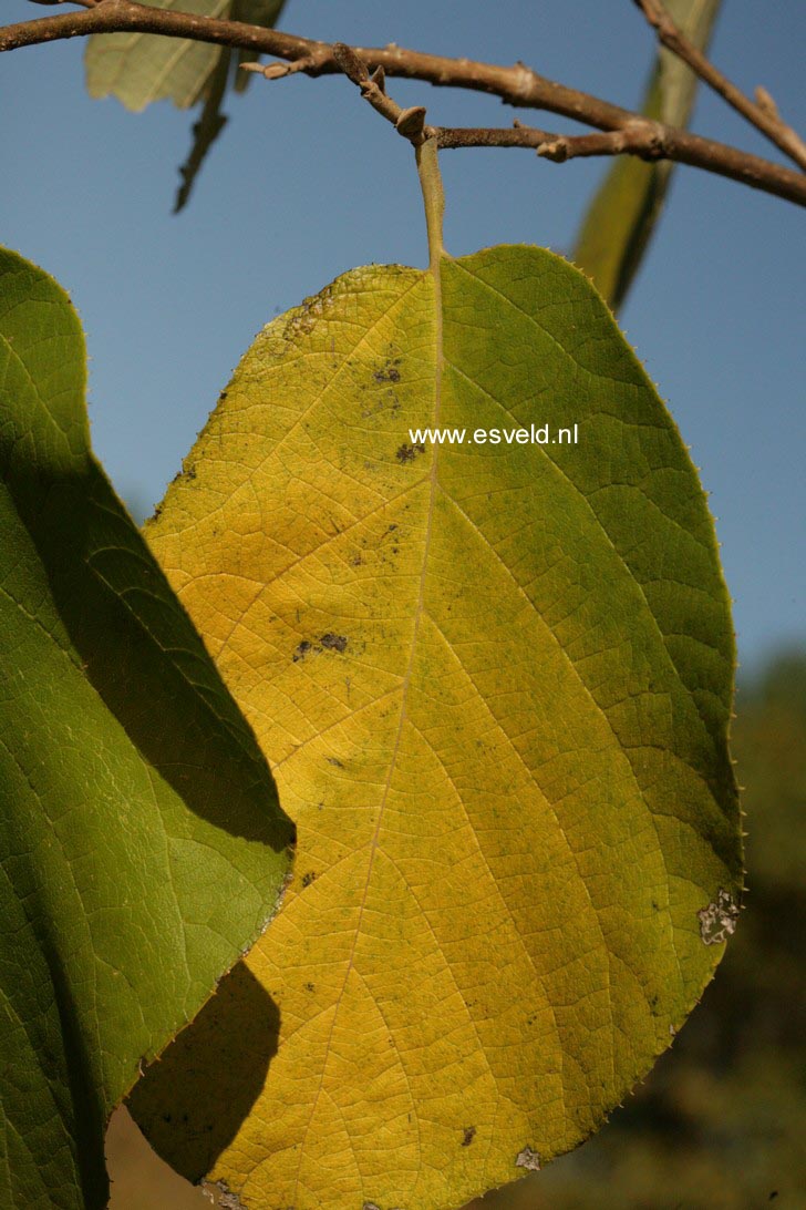 Fortunearia sinensis