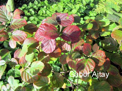 Fothergilla gardenii 'Suzanne'