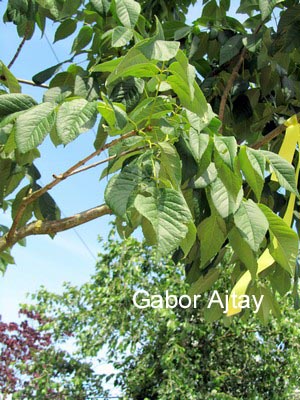 Fraxinus americana 'Autumn Applause'