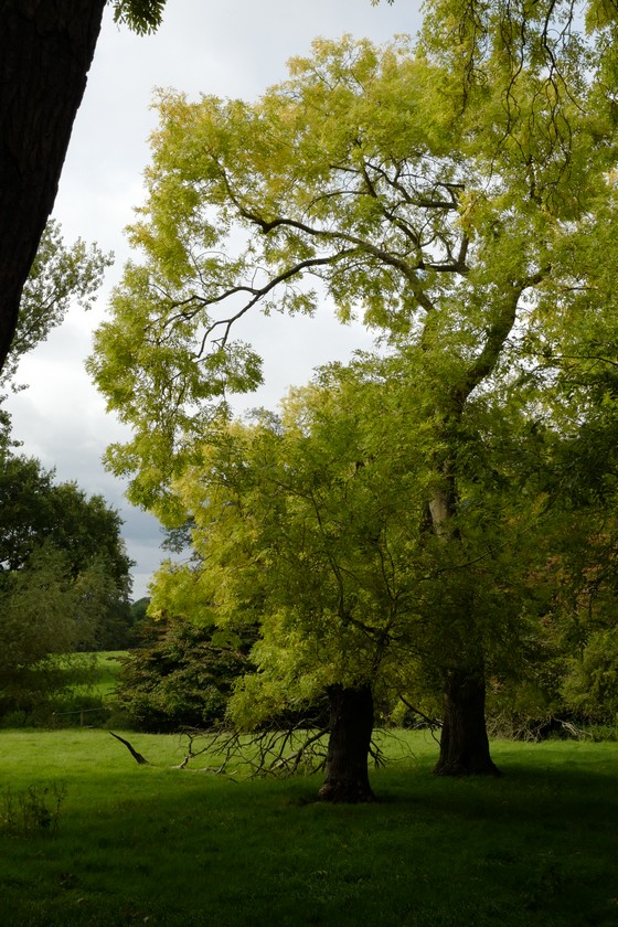 Fraxinus excelsior 'Jaspidea'