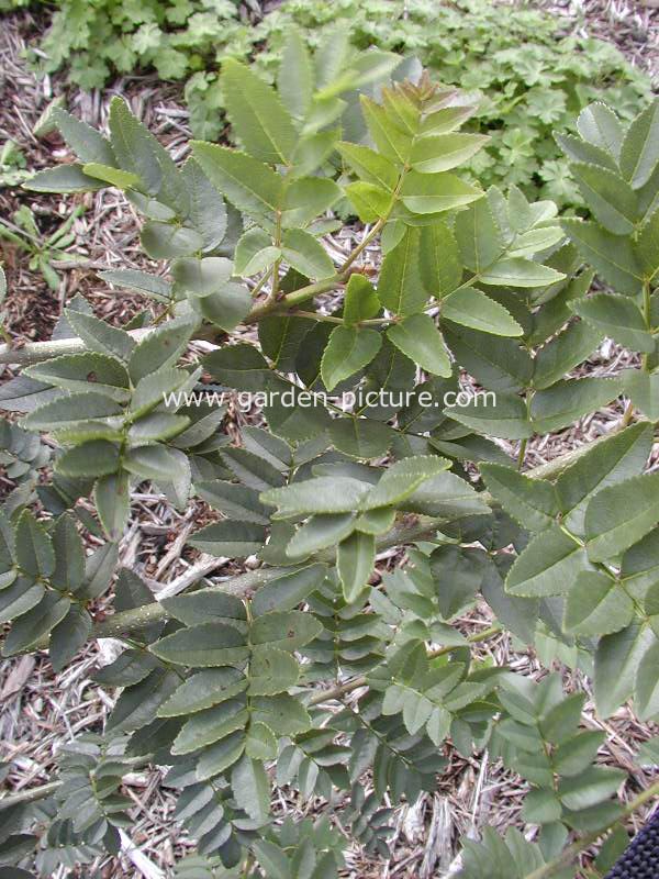 Fraxinus xanthoxyloides