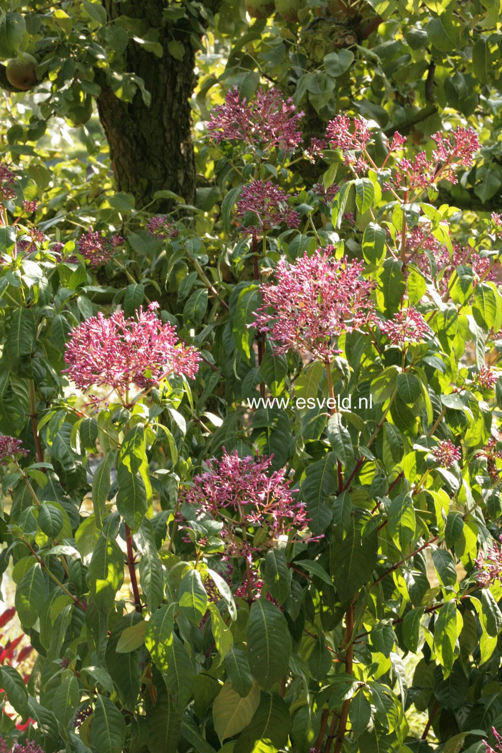 Fuchsia arborescens