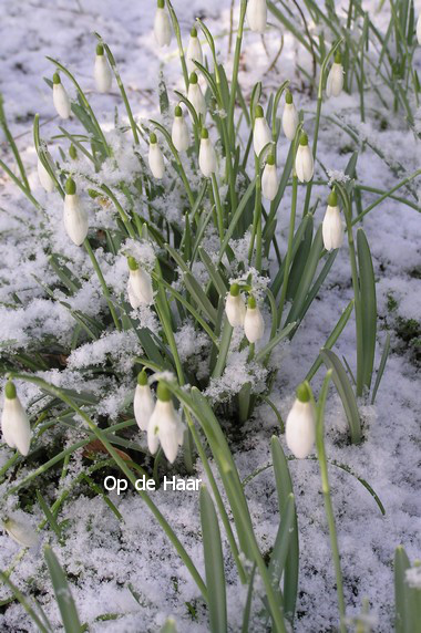 Galanthus nivalis