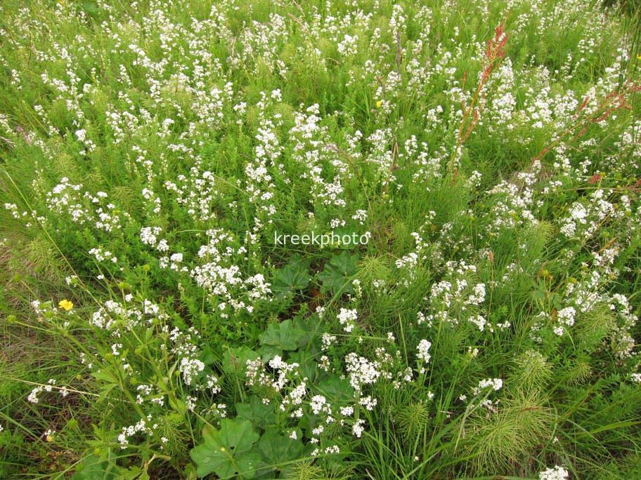 Galium boreale