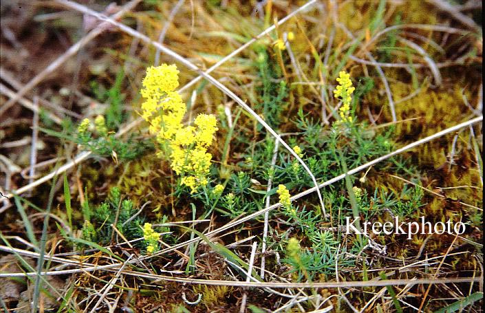 Galium verum