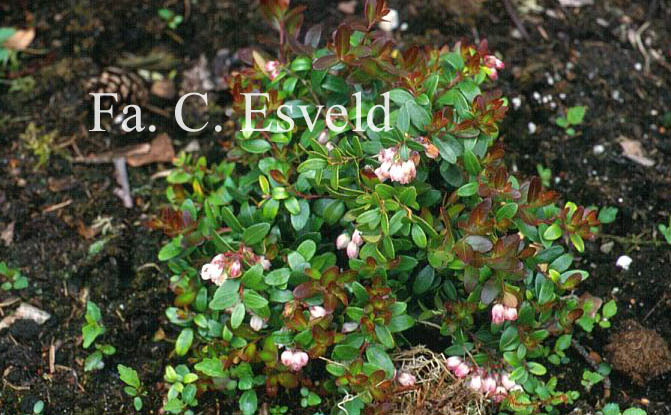 Gaylussacia brachycera