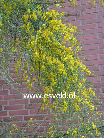 Genista aetnensis